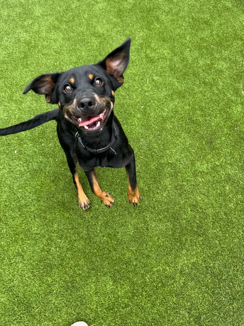 Enlarge Hampton, a ADOPTABLE Terrier in Colleyville, TX image 3/6