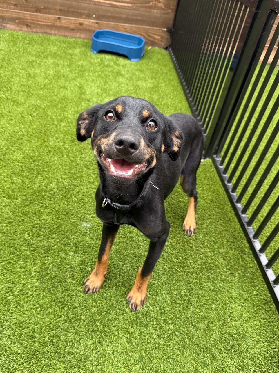 Enlarge Hampton, a ADOPTABLE Terrier in Colleyville, TX image 6/6