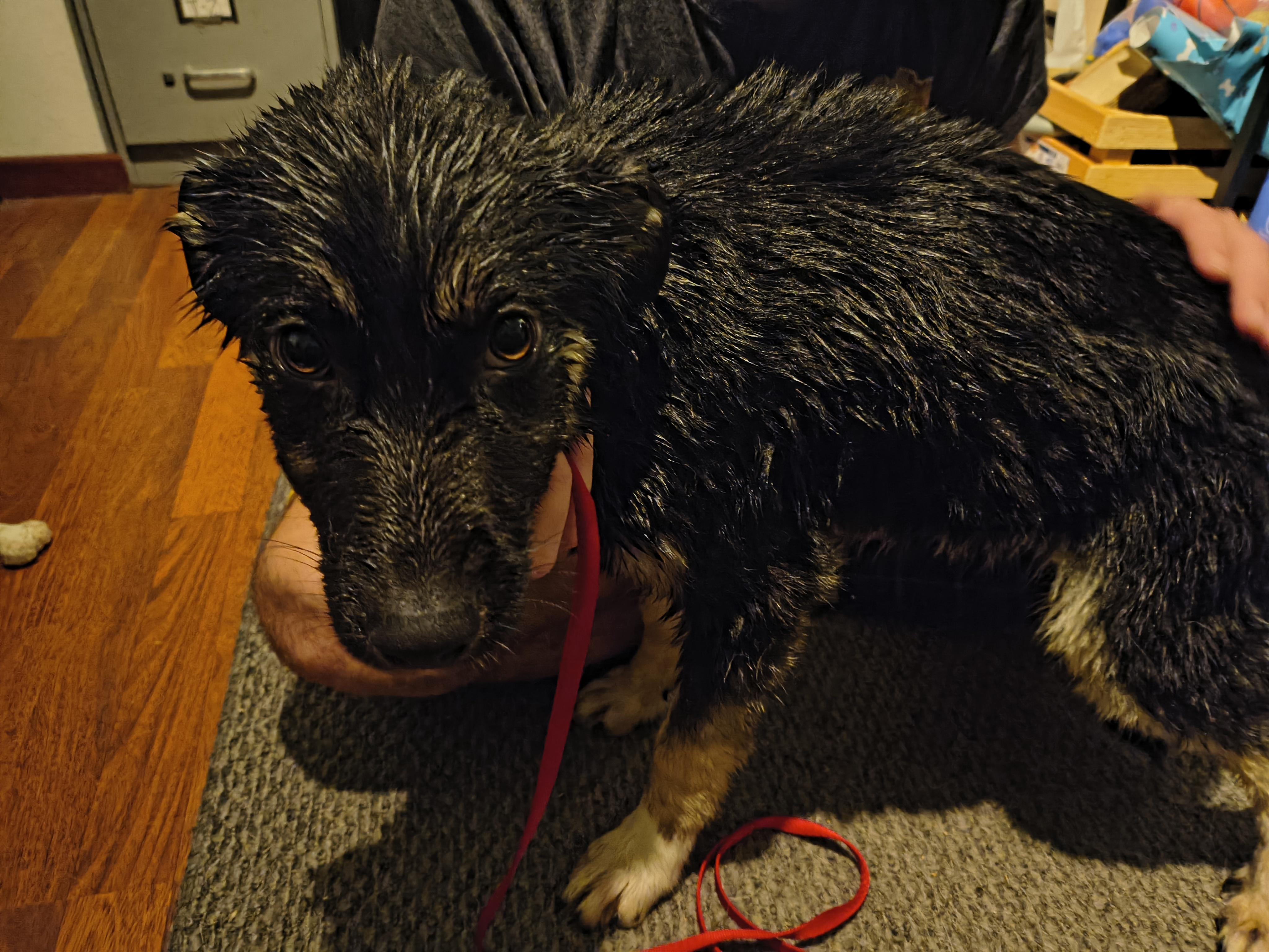 Enlarge Dasher, a ADOPTABLE mixed breed in Selah, WA image 2/4