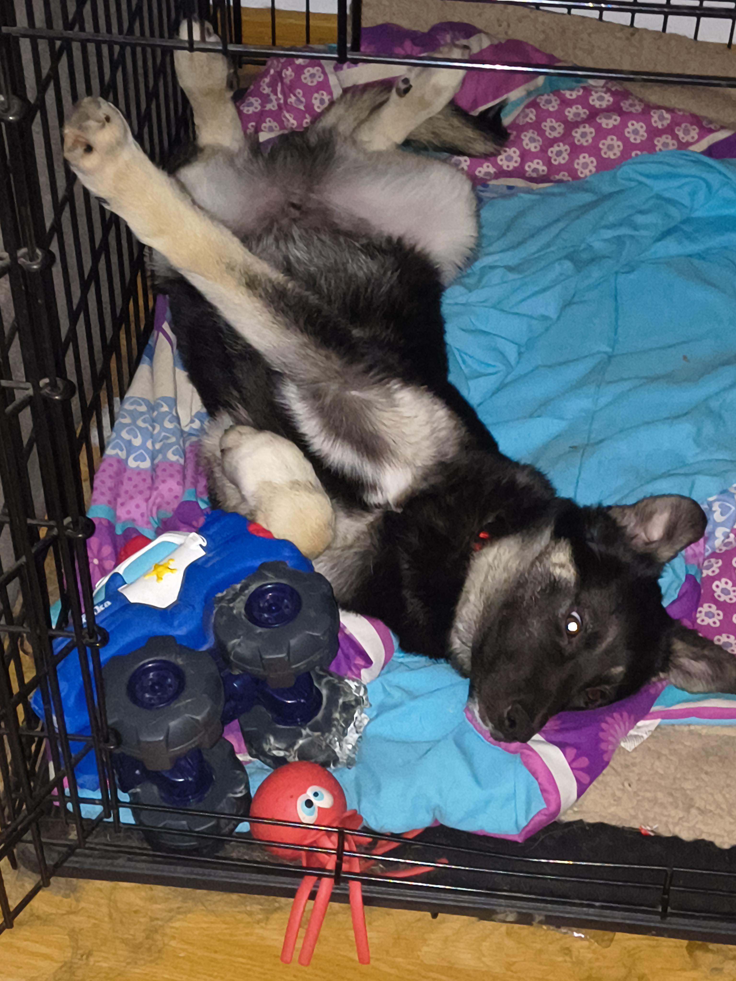 Enlarge Dasher, a ADOPTABLE mixed breed in Selah, WA image 1/4