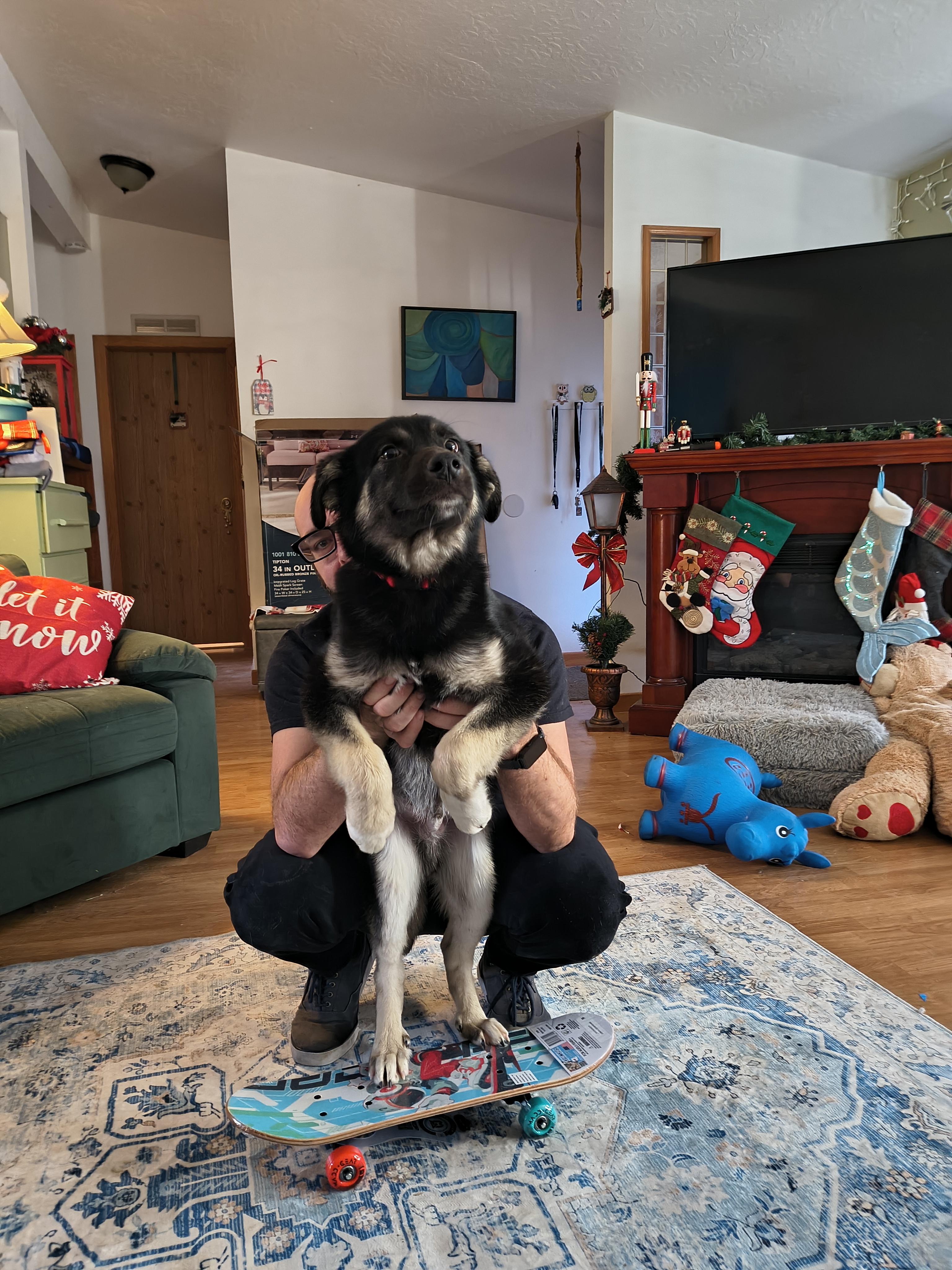 Enlarge Dasher, a ADOPTABLE mixed breed in Selah, WA image 4/4