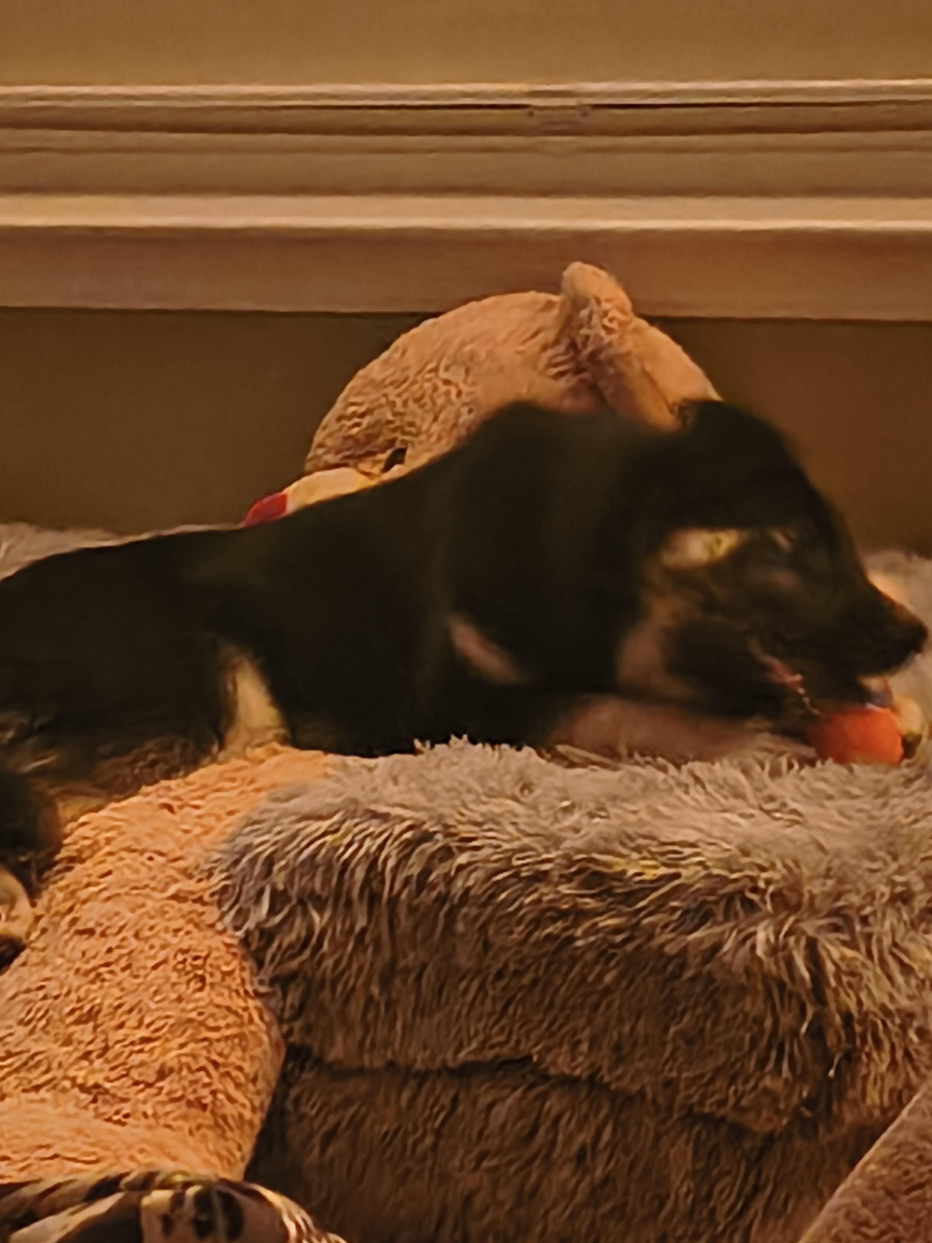 Enlarge Dasher, a ADOPTABLE mixed breed in Selah, WA image 3/4