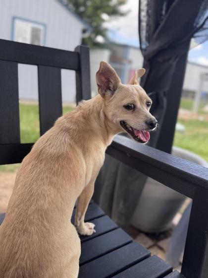 Trudy, Adoptable, Adult Female Chihuahua & Mixed Breed.