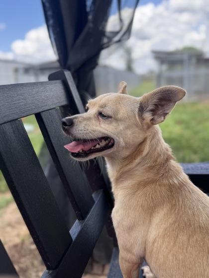 Enlarge Trudy, a Adoptable mixed breed in Houston, TX image 2/2