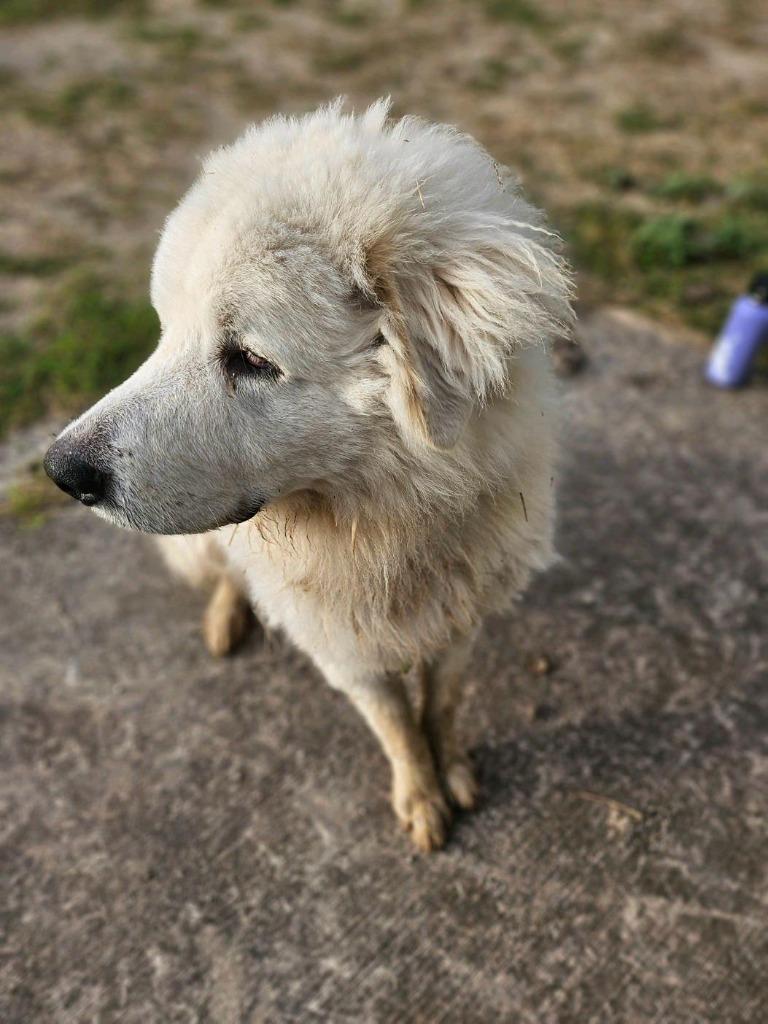 Igor