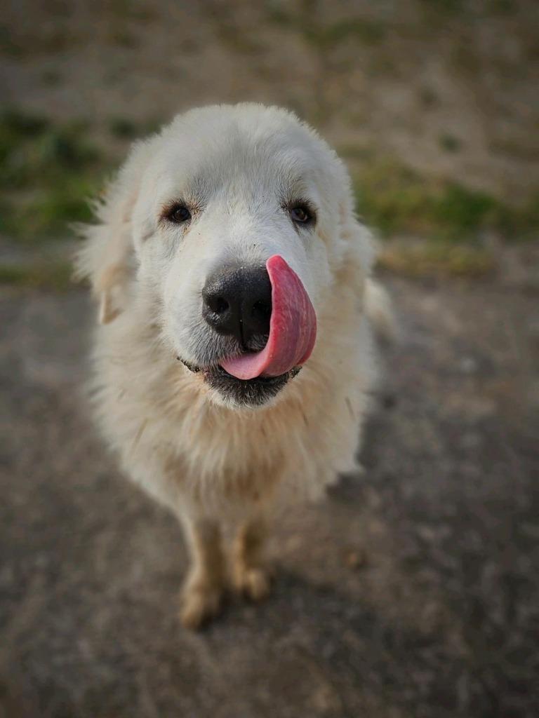 Igor