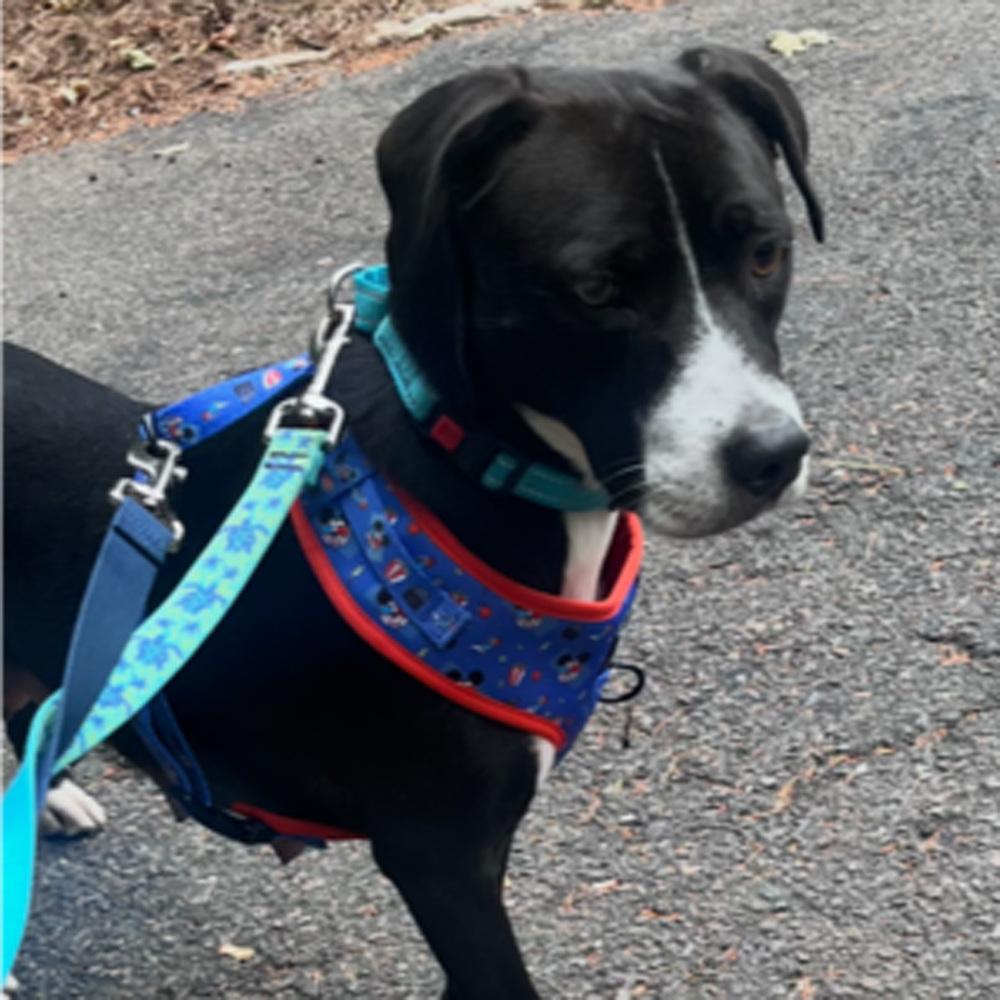 Enlarge AAD New Arrival!  Miami - 26168, a Adoptable mixed breed in Armonk, NY image 1/4