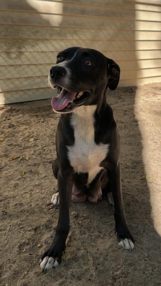Enlarge AAD New Arrival!  Miami - 26168, a Adoptable mixed breed in Armonk, NY image 2/4