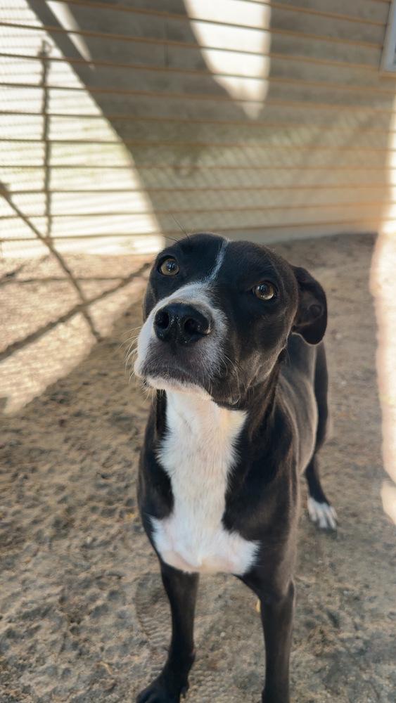Enlarge AAD New Arrival!  Miami - 26168, a Adoptable mixed breed in Armonk, NY image 3/4