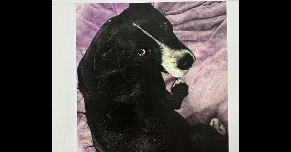 Enlarge AAD New Arrival!  Miami - 26168, a Adoptable mixed breed in Armonk, NY image 4/4