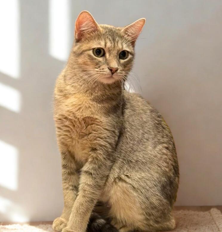 Enlarge FiFi, an adopted Domestic Short Hair in Mankato, MN image 1/6