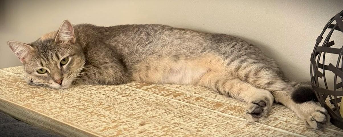 Enlarge FiFi, a Adoptable Domestic Short Hair in Mankato, MN image 4/6