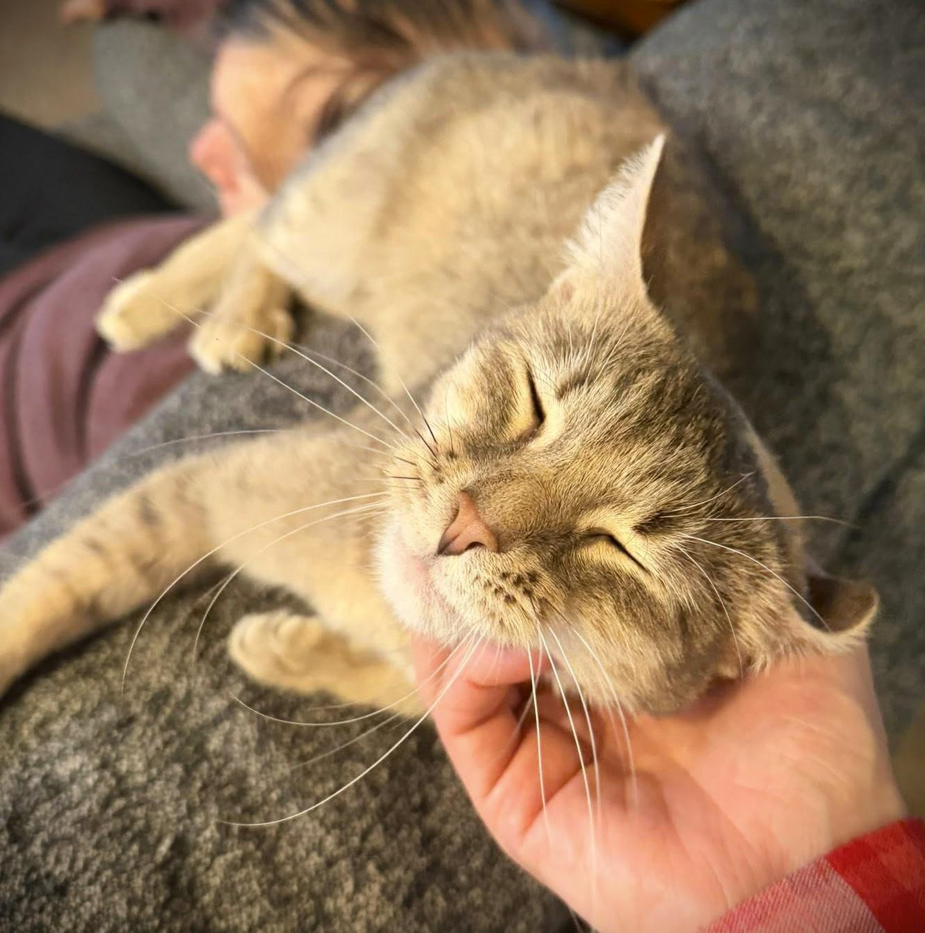 Enlarge FiFi, a Adoptable Domestic Short Hair in Mankato, MN image 5/6