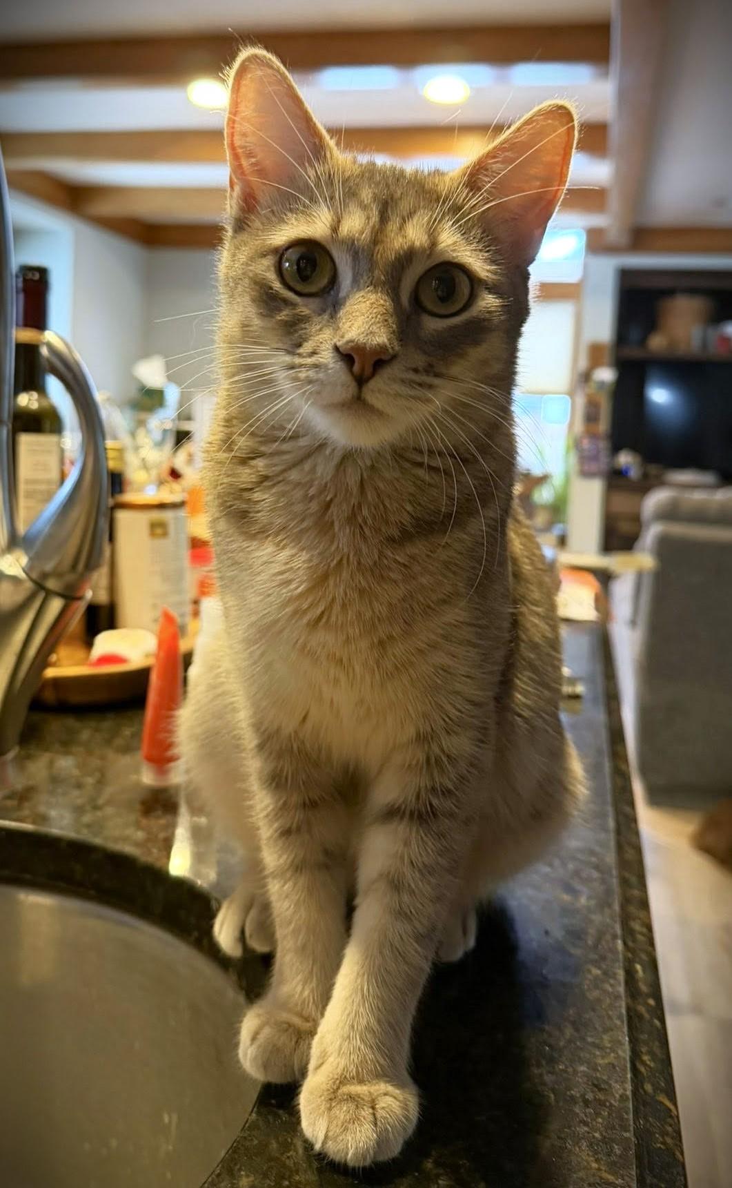 Enlarge FiFi, a Adoptable Domestic Short Hair in Mankato, MN image 2/6