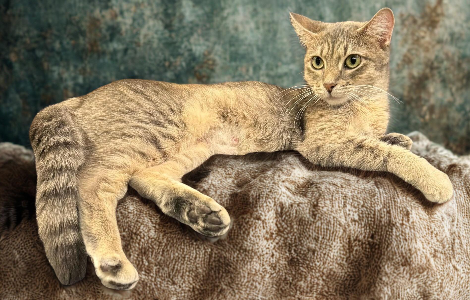 Enlarge FiFi, an adopted Domestic Short Hair in Mankato, MN image 5/6