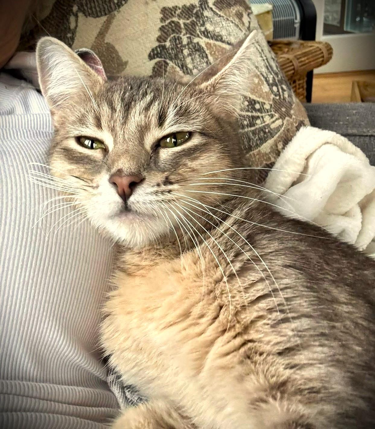 FiFi, Adoptable, Adult Female Domestic Short Hair.