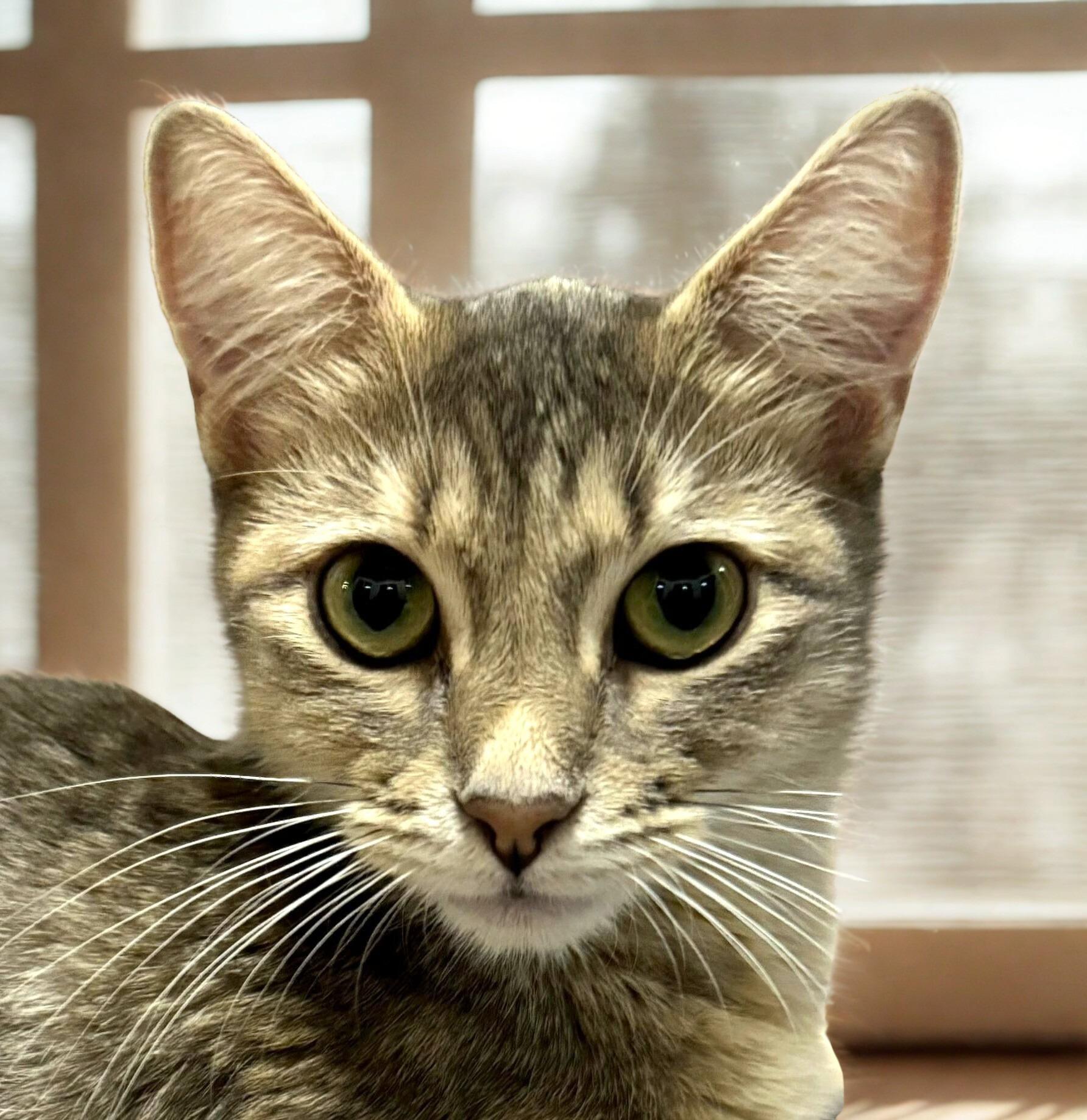Enlarge FiFi, an adopted Domestic Short Hair in Mankato, MN image 4/6