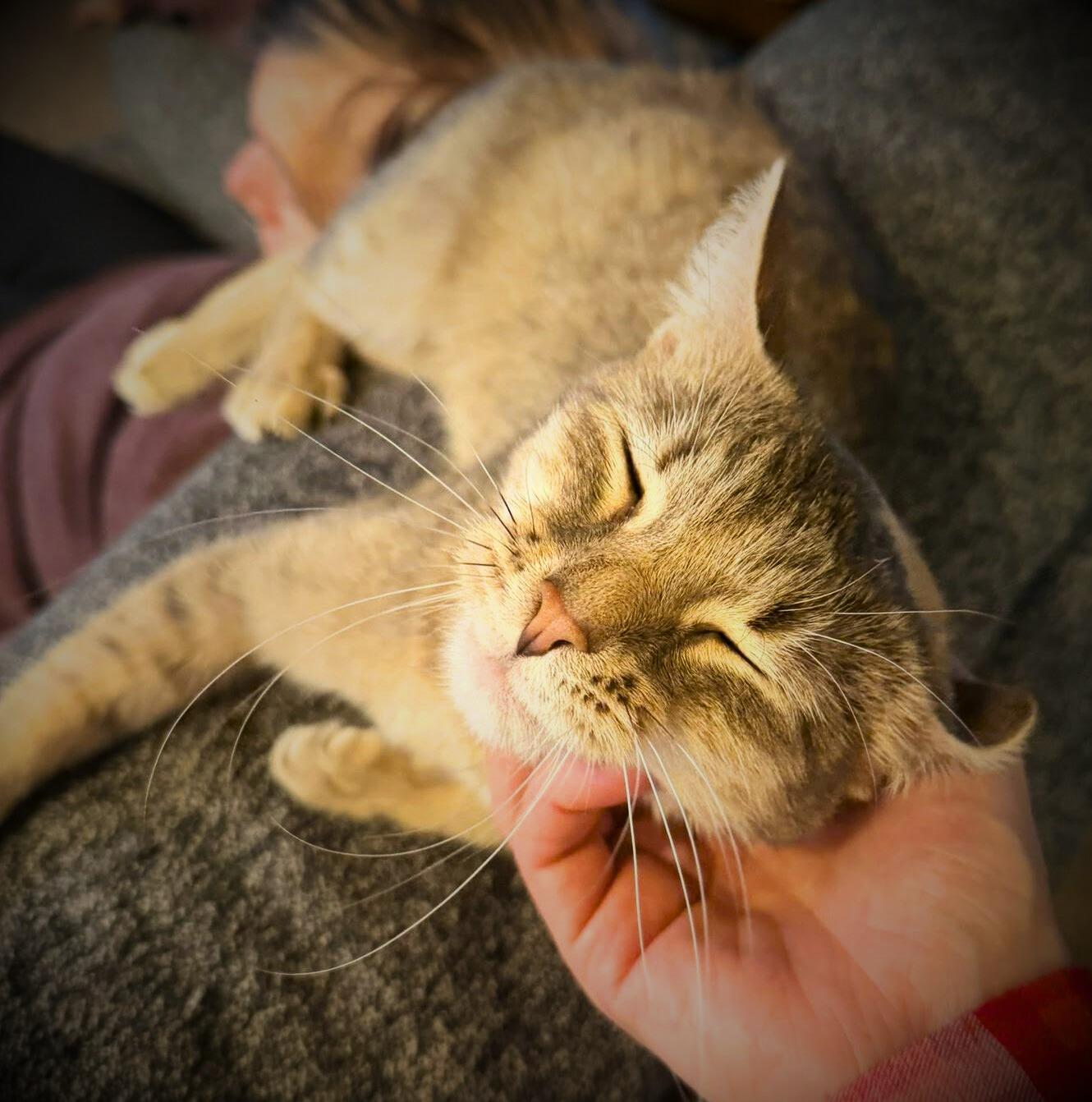 Enlarge FiFi, an adopted Domestic Short Hair in Mankato, MN image 6/6