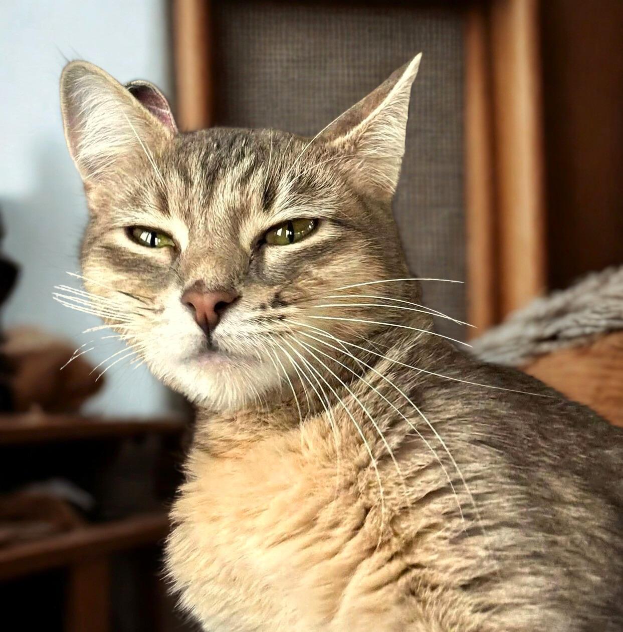 Enlarge FiFi, an adopted Domestic Short Hair in Mankato, MN image 2/6