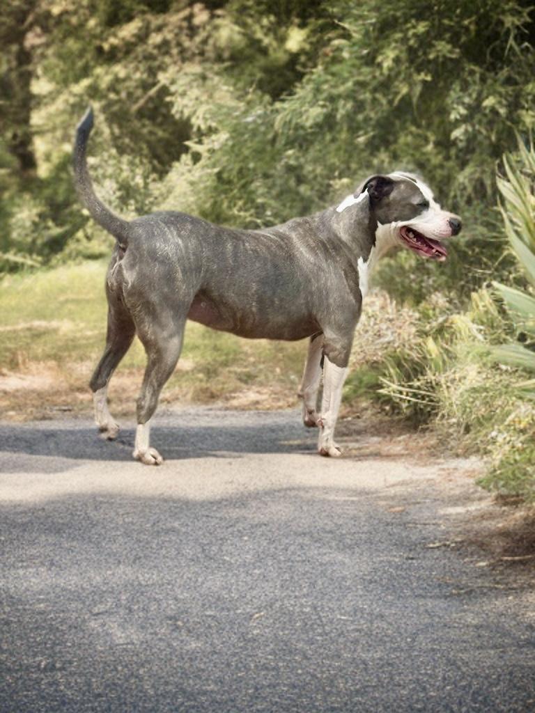 Enlarge Lil Bit, a Adoptable mixed breed in Southaven , MS image 6/6