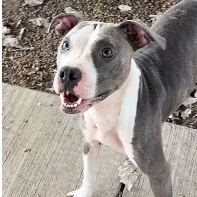 Enlarge Lil Bit, a Adoptable mixed breed in Southaven , MS image 3/6