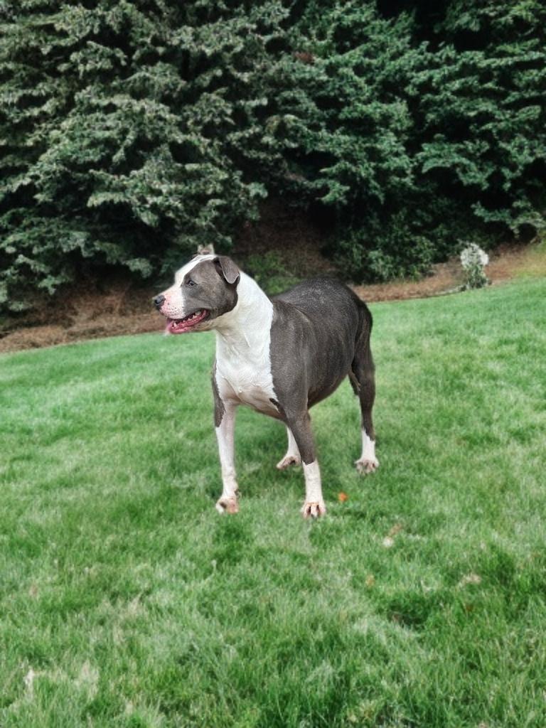 Enlarge Lil Bit, a Adoptable mixed breed in Southaven , MS image 1/6