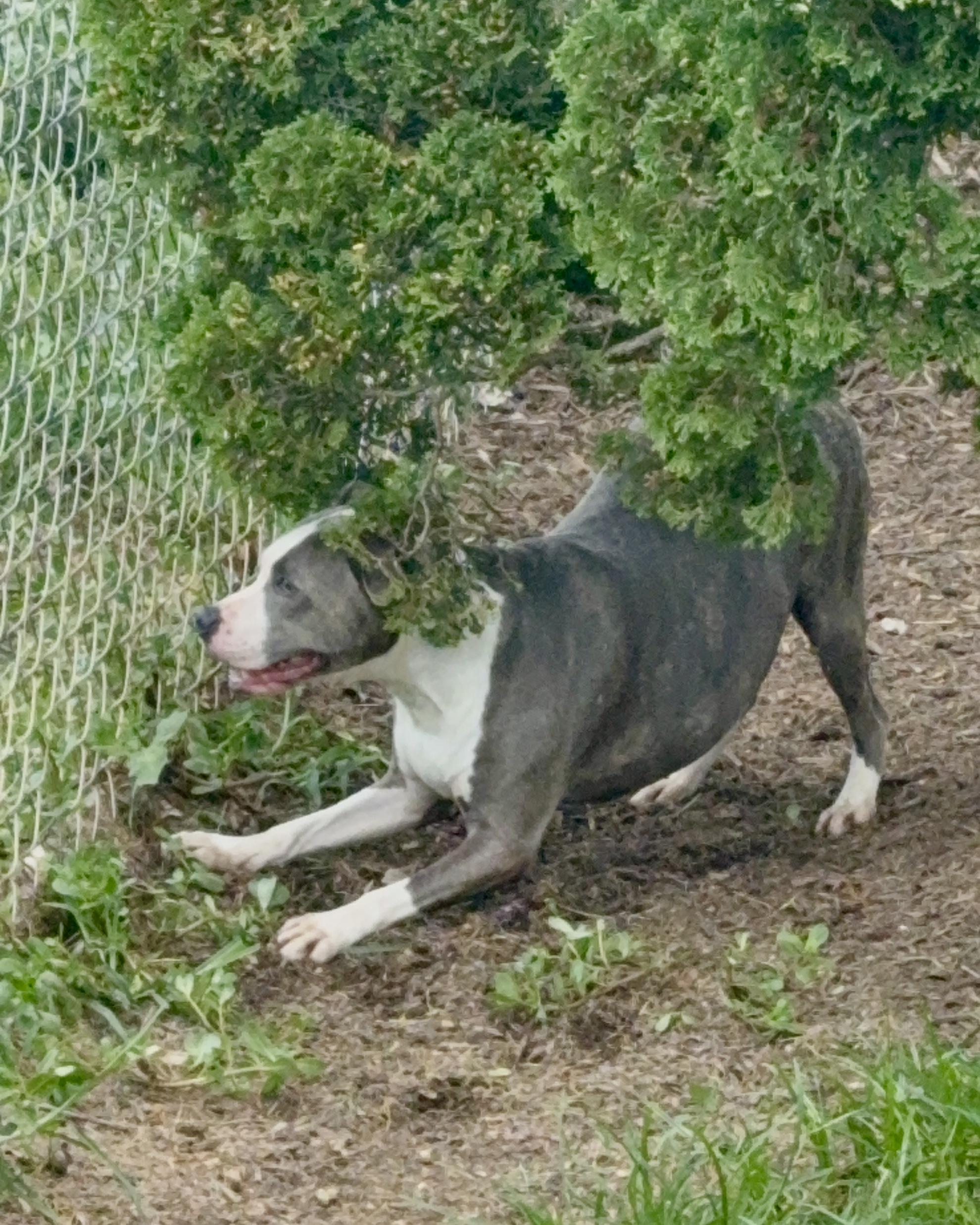 Enlarge Lil Bit, a Adoptable mixed breed in Southaven , MS image 5/6