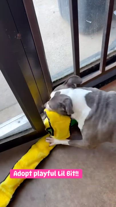 Enlarge Lil Bit, a Adoptable mixed breed in Southaven , MS video 2/6