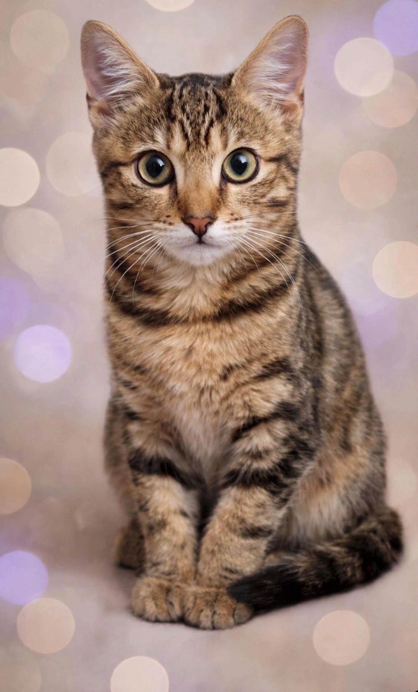 Sophia, Adoptable, Young Female Domestic Short Hair.