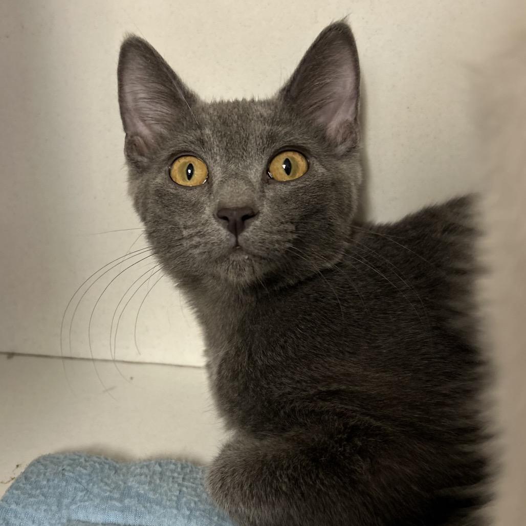 Enlarge Nora, a Adoptable Domestic Short Hair in Troy, IL image 1/2