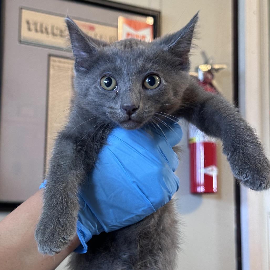 Enlarge Nora, a Adoptable Domestic Short Hair in Troy, IL image 2/2