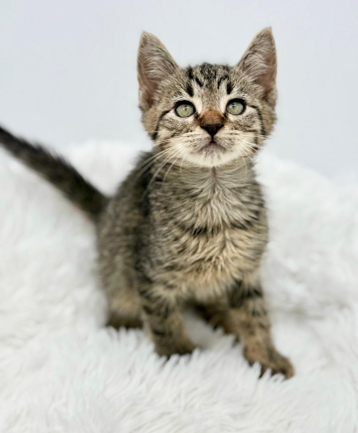 Maitaki, a Adoptable Tabby in Covington, LA image 5/6