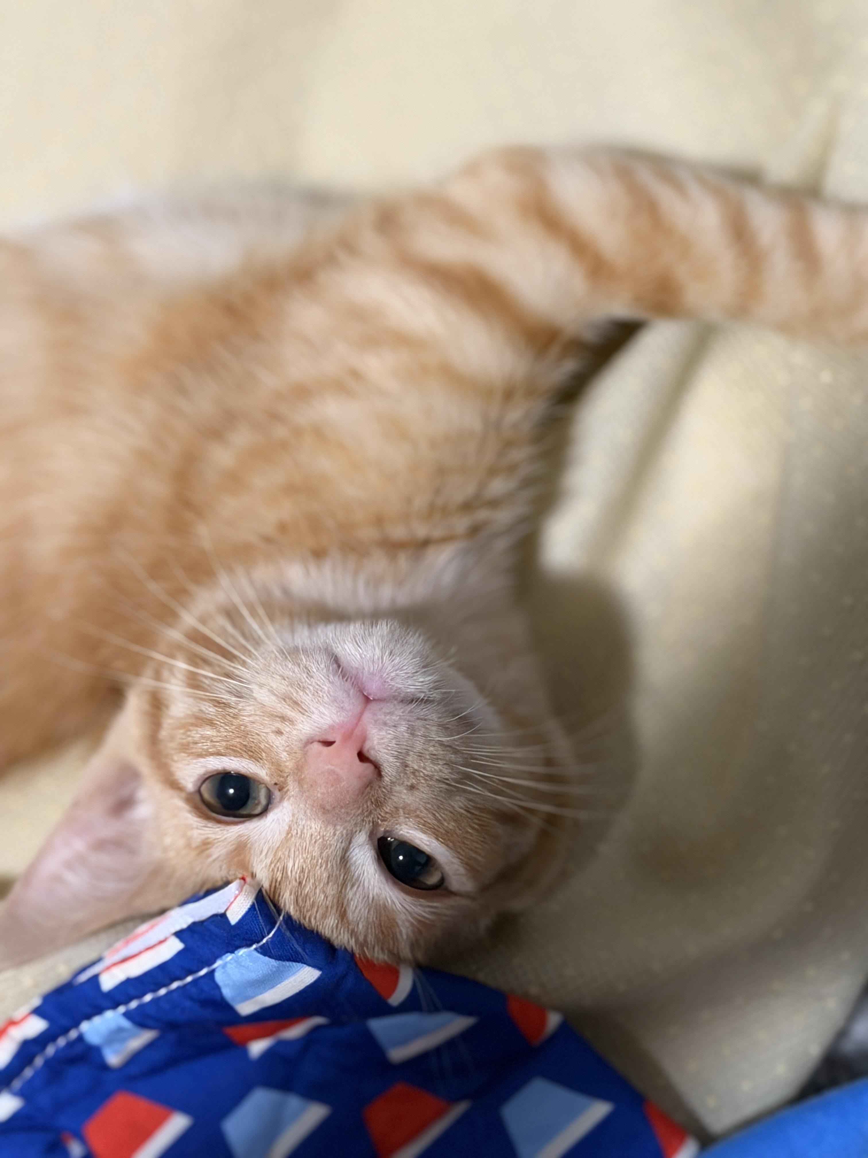 Enlarge Cyrus, a ADOPTABLE Domestic Short Hair in Indianapolis, IN image 6/6