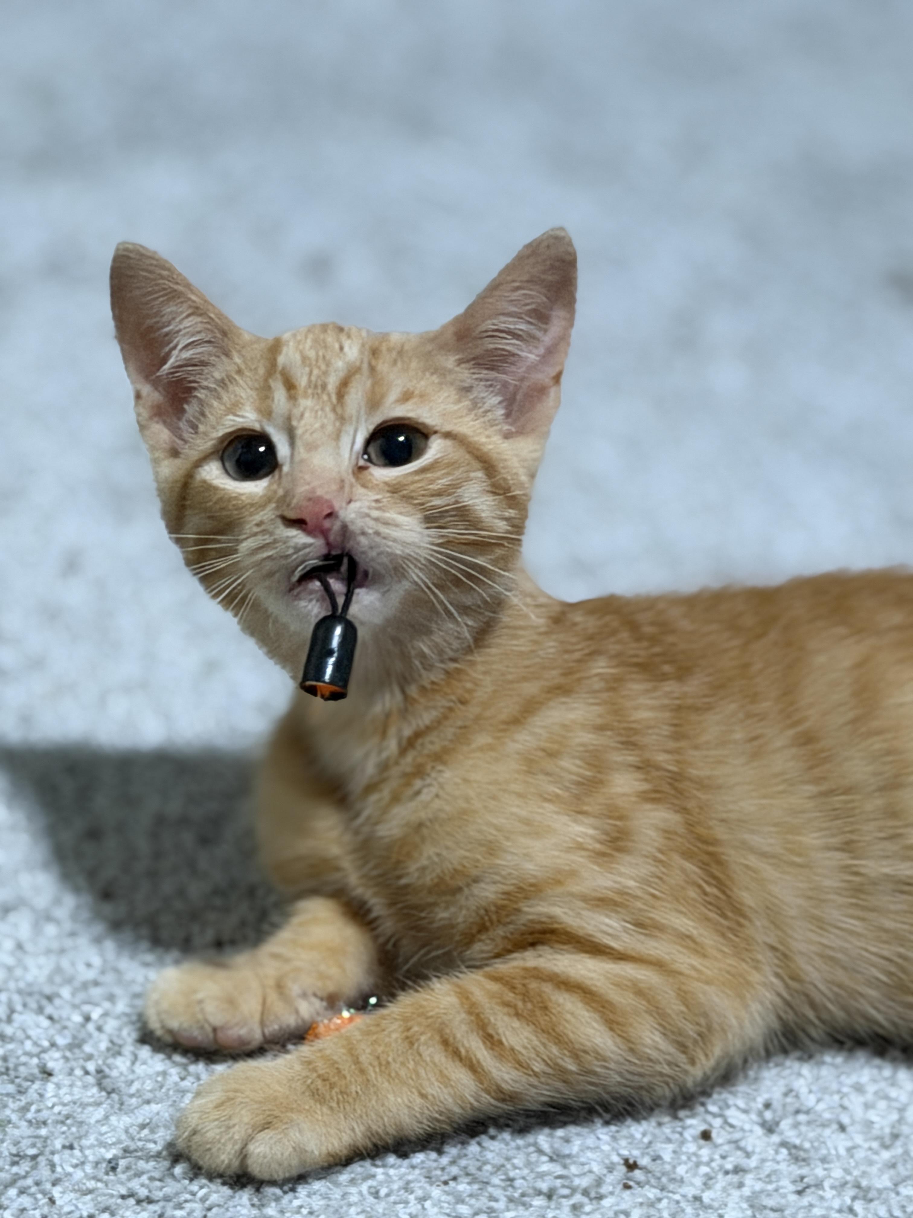 Enlarge Cyrus, a ADOPTABLE Domestic Short Hair in Indianapolis, IN image 5/6