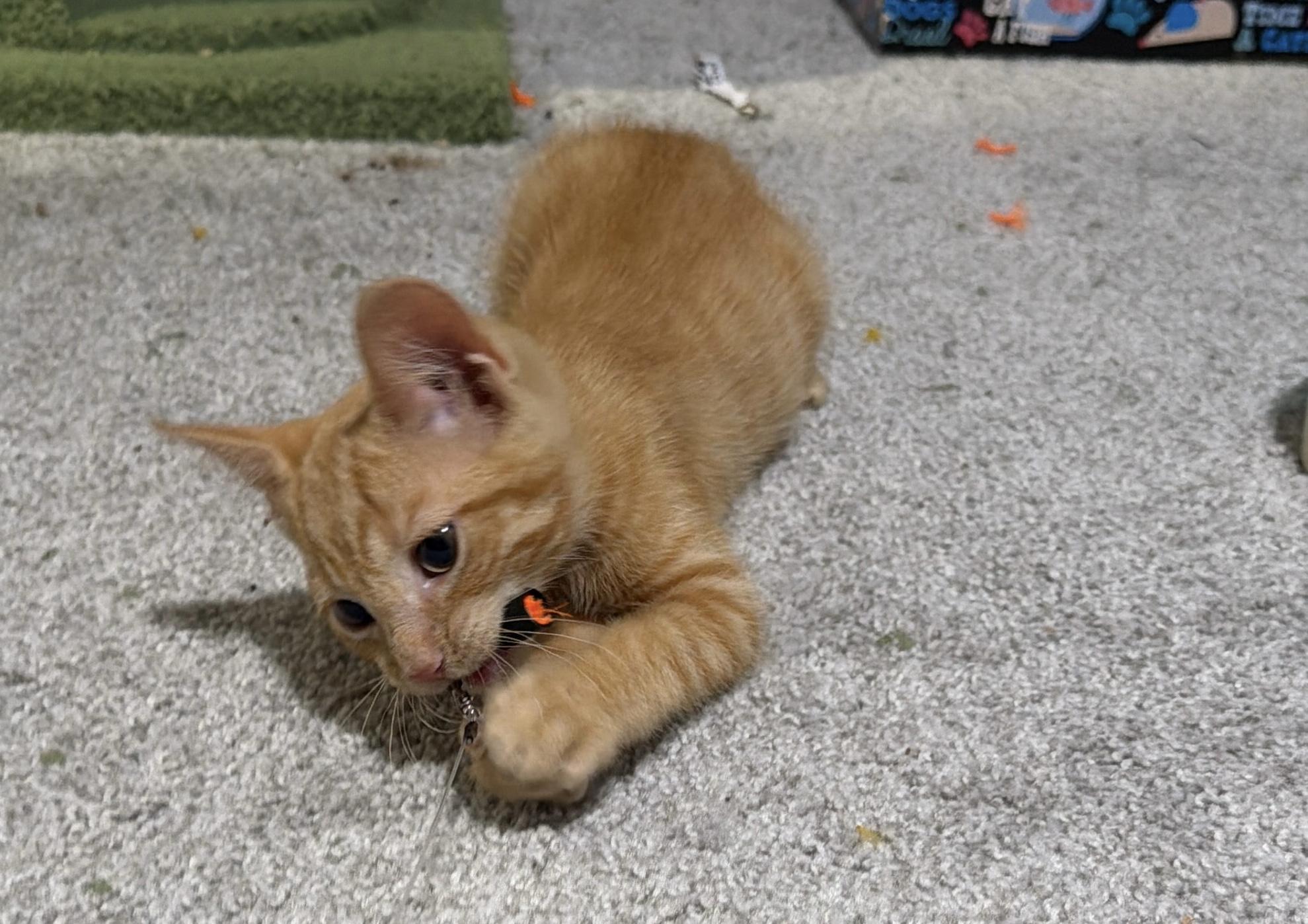 Enlarge Cyrus, a ADOPTABLE Domestic Short Hair in Indianapolis, IN image 2/6