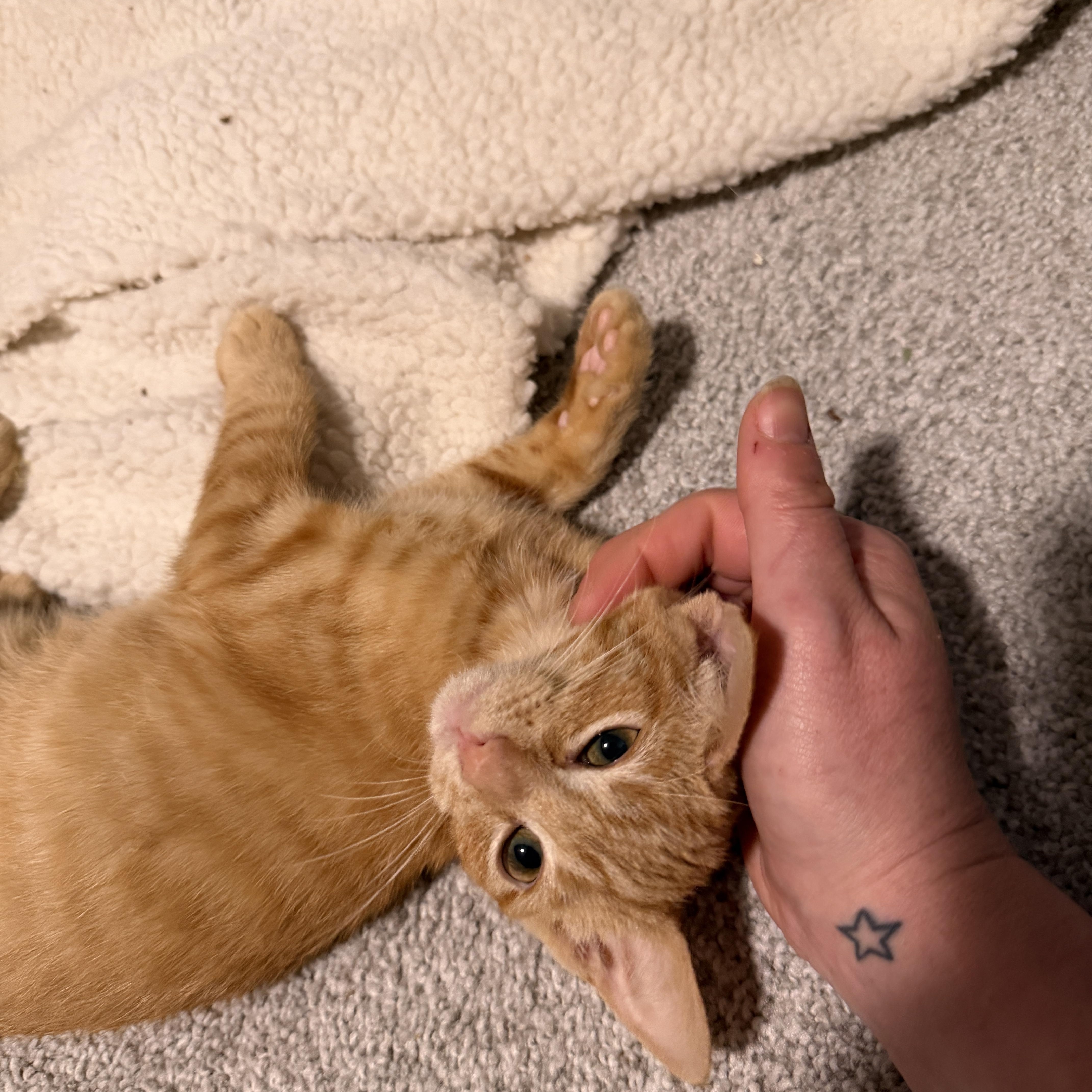 Enlarge Cyrus, a ADOPTABLE Domestic Short Hair in Indianapolis, IN image 4/6