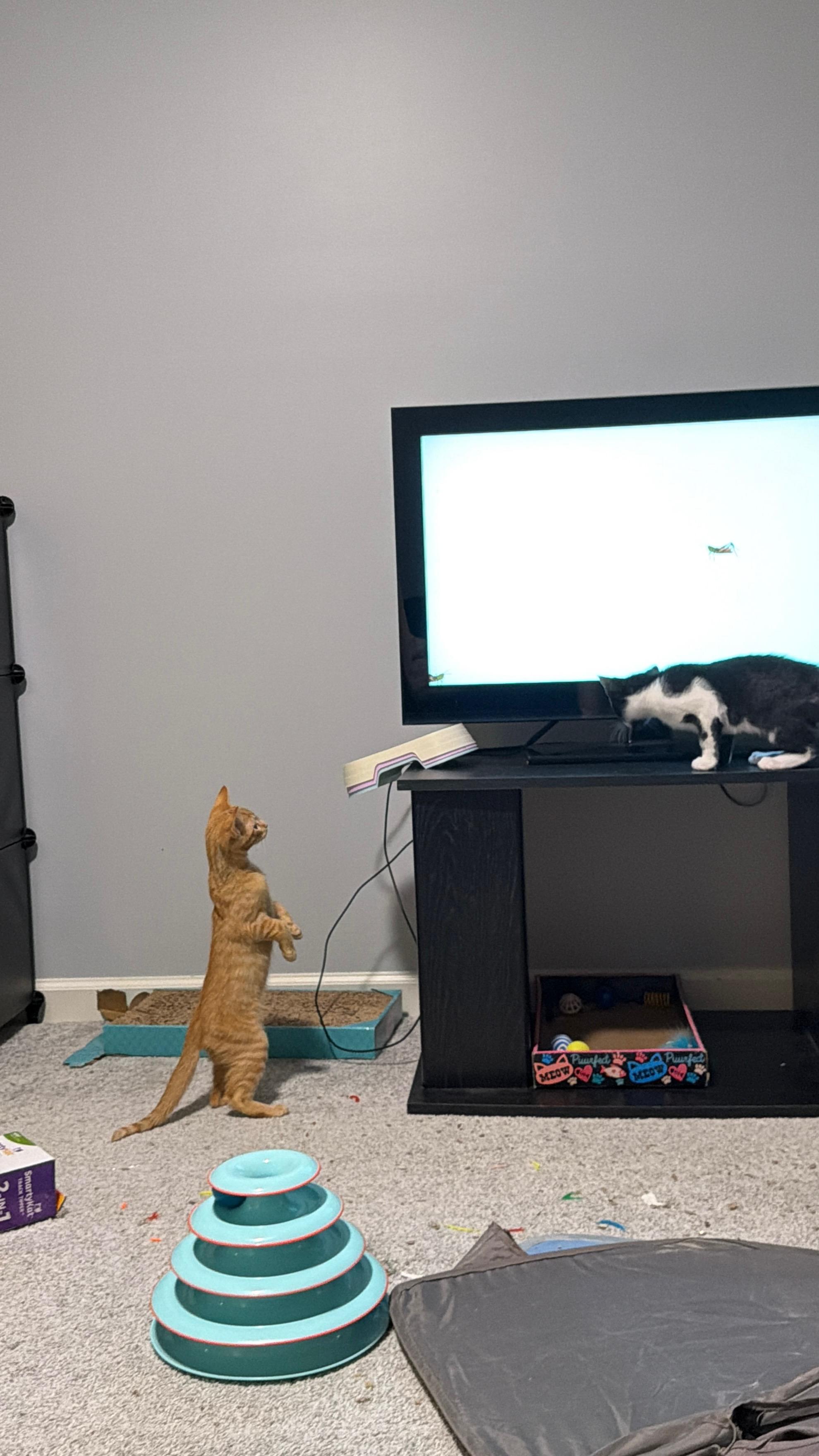 Enlarge Cyrus, a ADOPTABLE Domestic Short Hair in Indianapolis, IN image 3/6