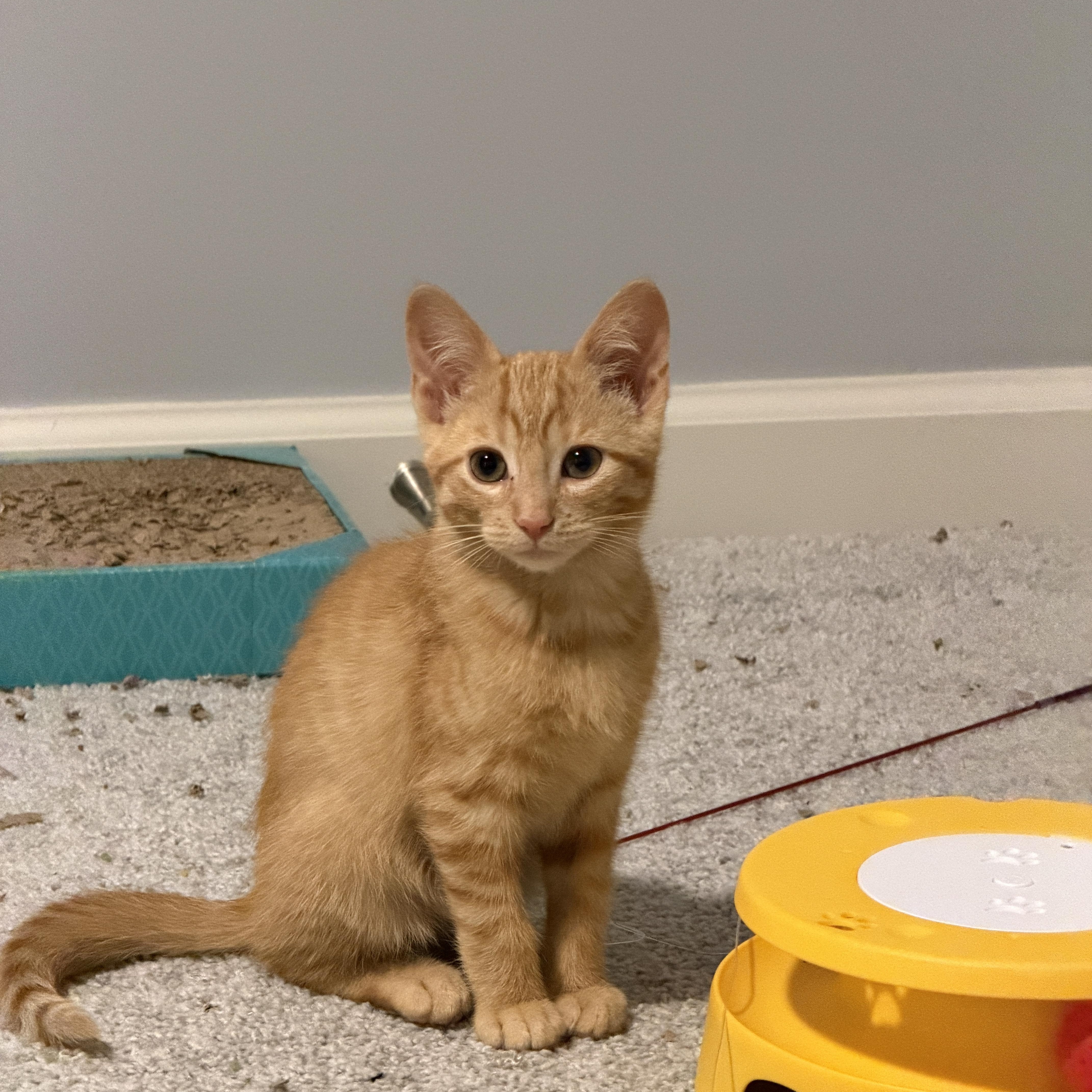 Cyrus, ADOPTABLE, Kitten Male Domestic Short Hair.