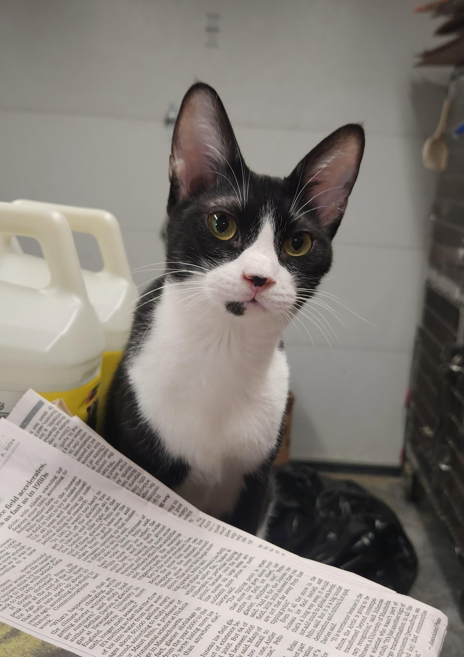 Pink (& Lazarus) bonded, Adoptable, Young Female Domestic Short Hair & Tuxedo.