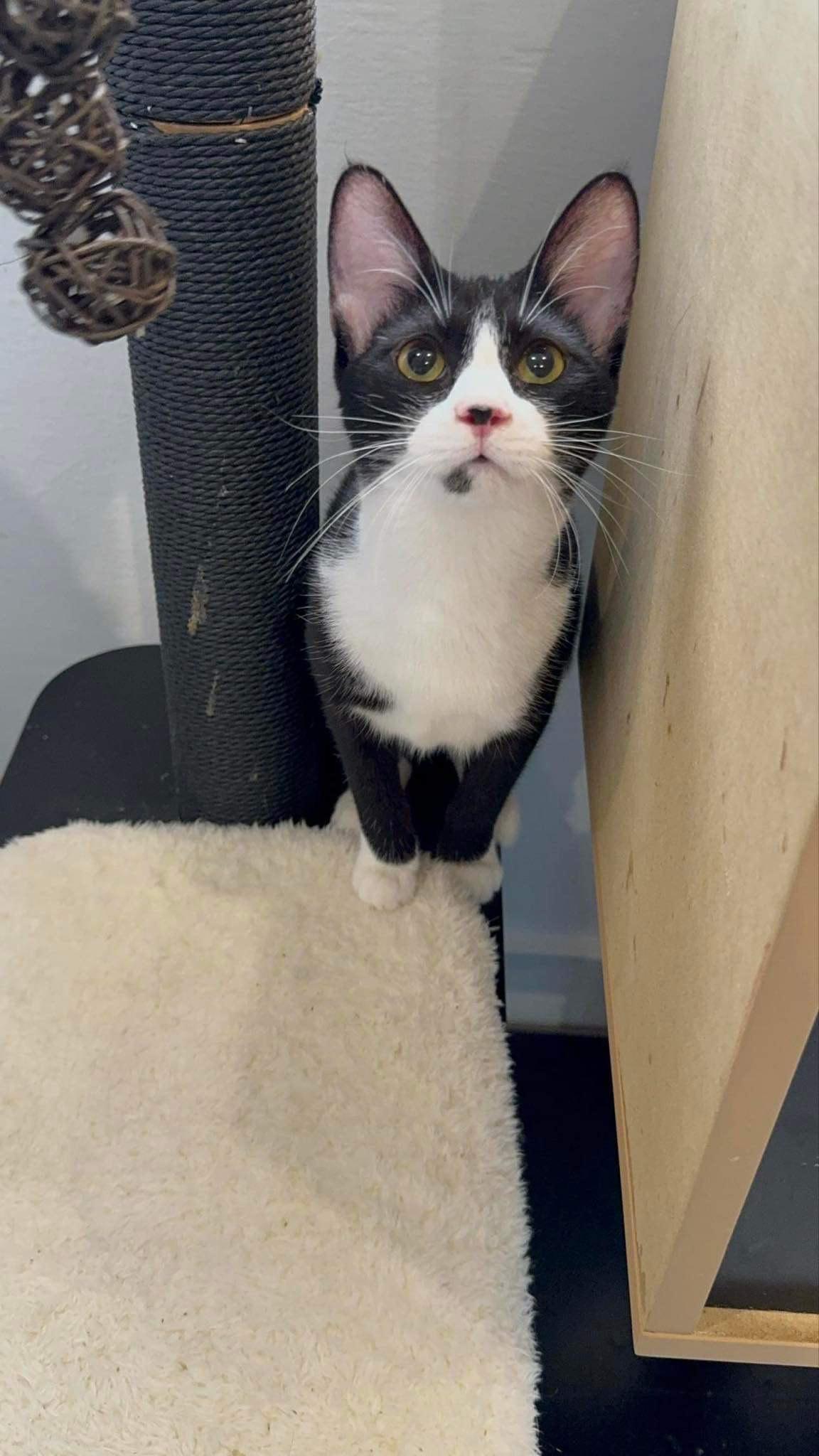 Pink (& Lazarus) bonded, a Adoptable mixed breed in Herndon, VA image 3/3