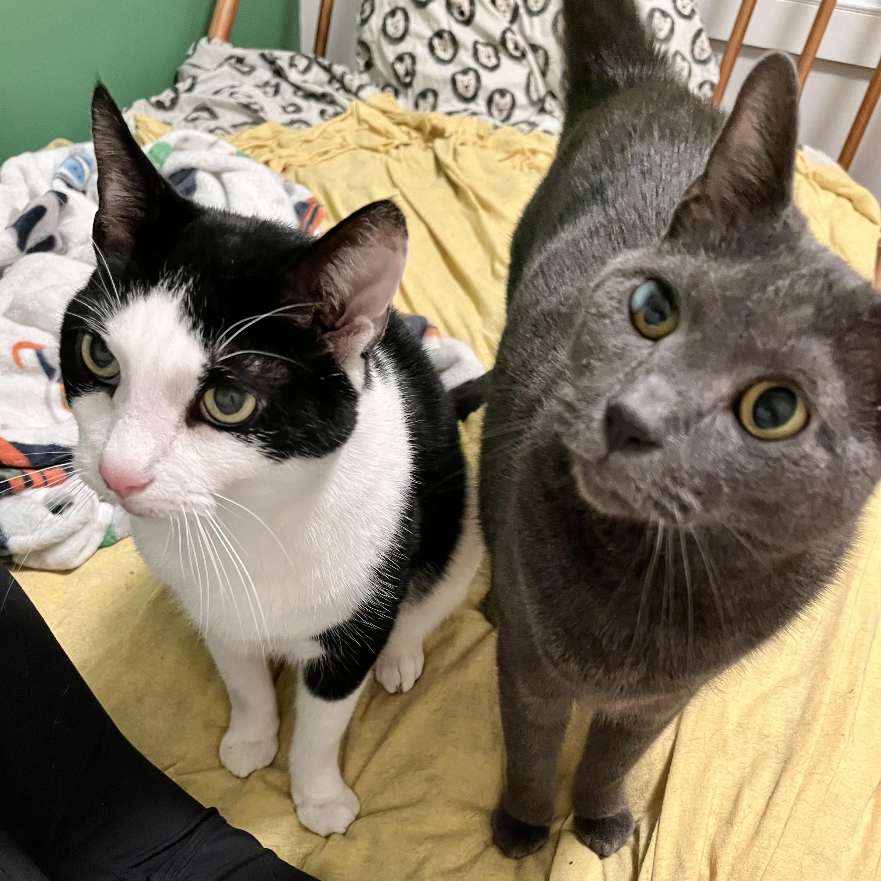 Mix & Match, a Adoptable Domestic Short Hair image 3/6