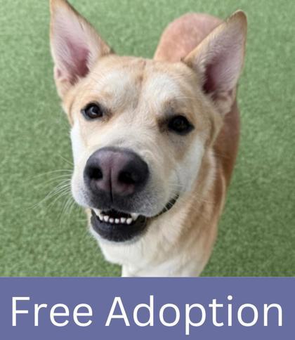 Pappardelle, a Adoptable mixed breed in Grapevine, TX image 1/2