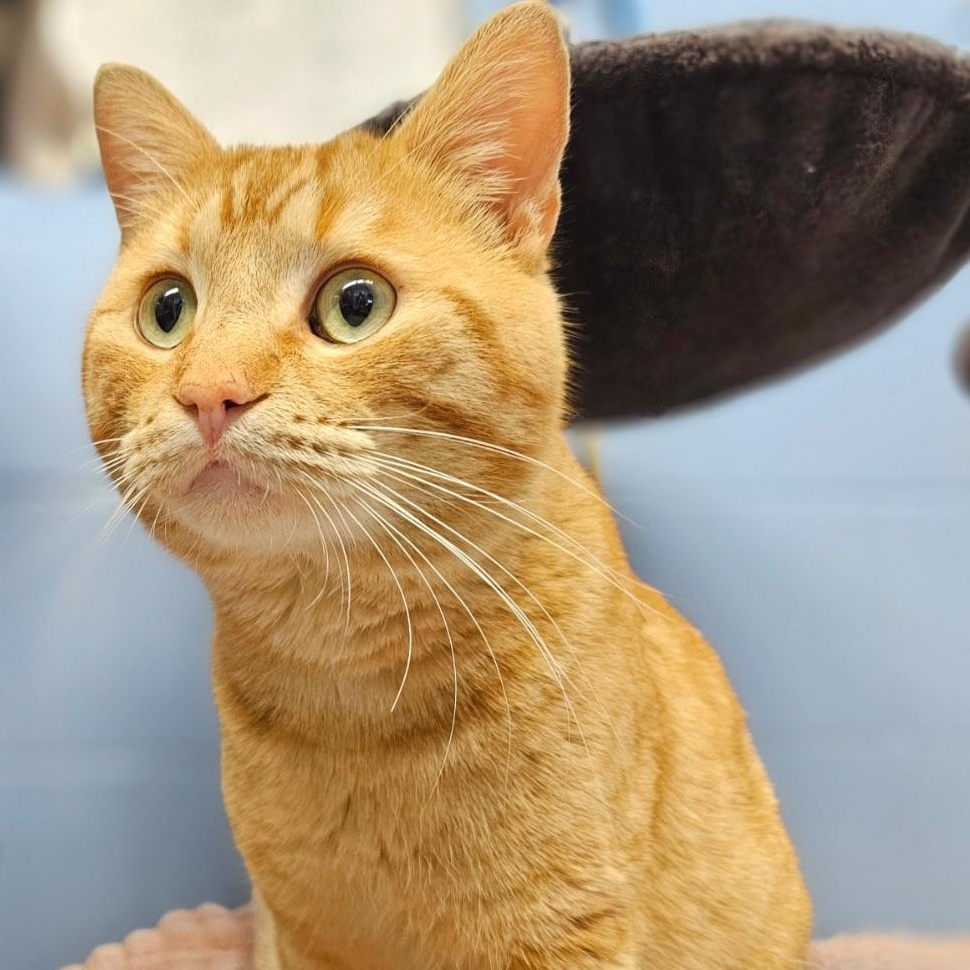 Tangelo, adopted, Young Male Domestic Short Hair.