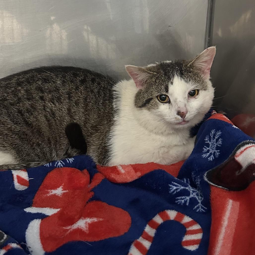 Enlarge Old Fashioned, a Adoptable Domestic Short Hair in Troy, VA image 1/1