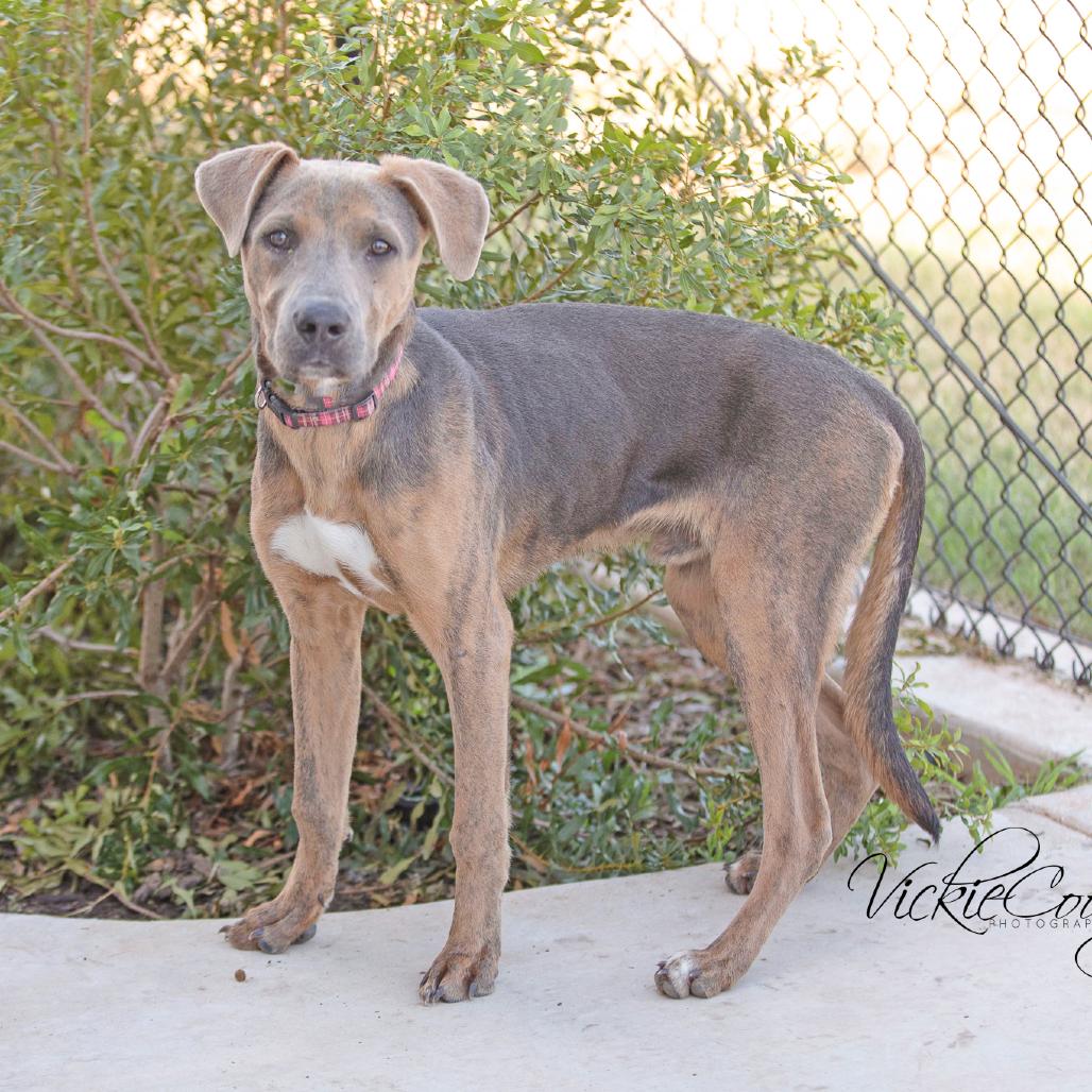 Snickerdoodle, Adoptable, Adult Male Mixed Breed.