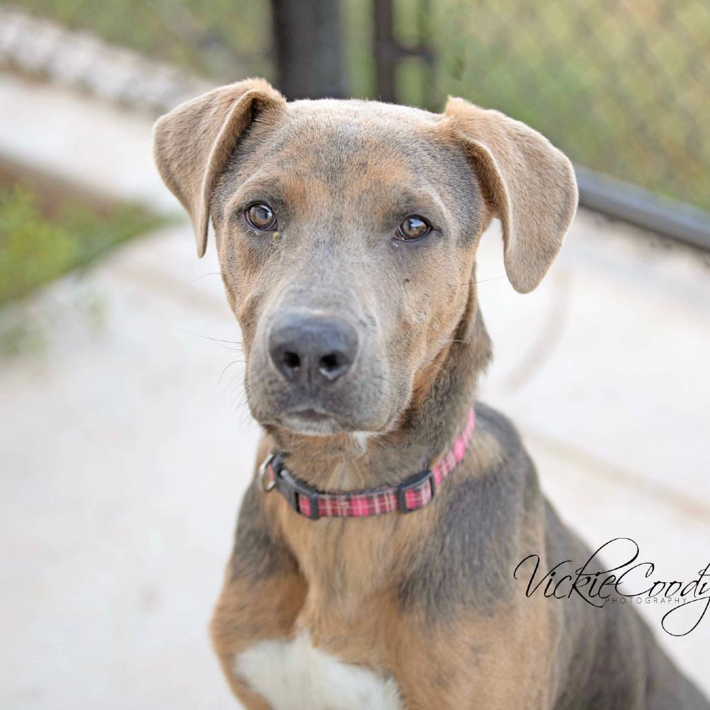 Enlarge Snickerdoodle, a Adoptable Mixed Breed in Abilene, TX image 2/6