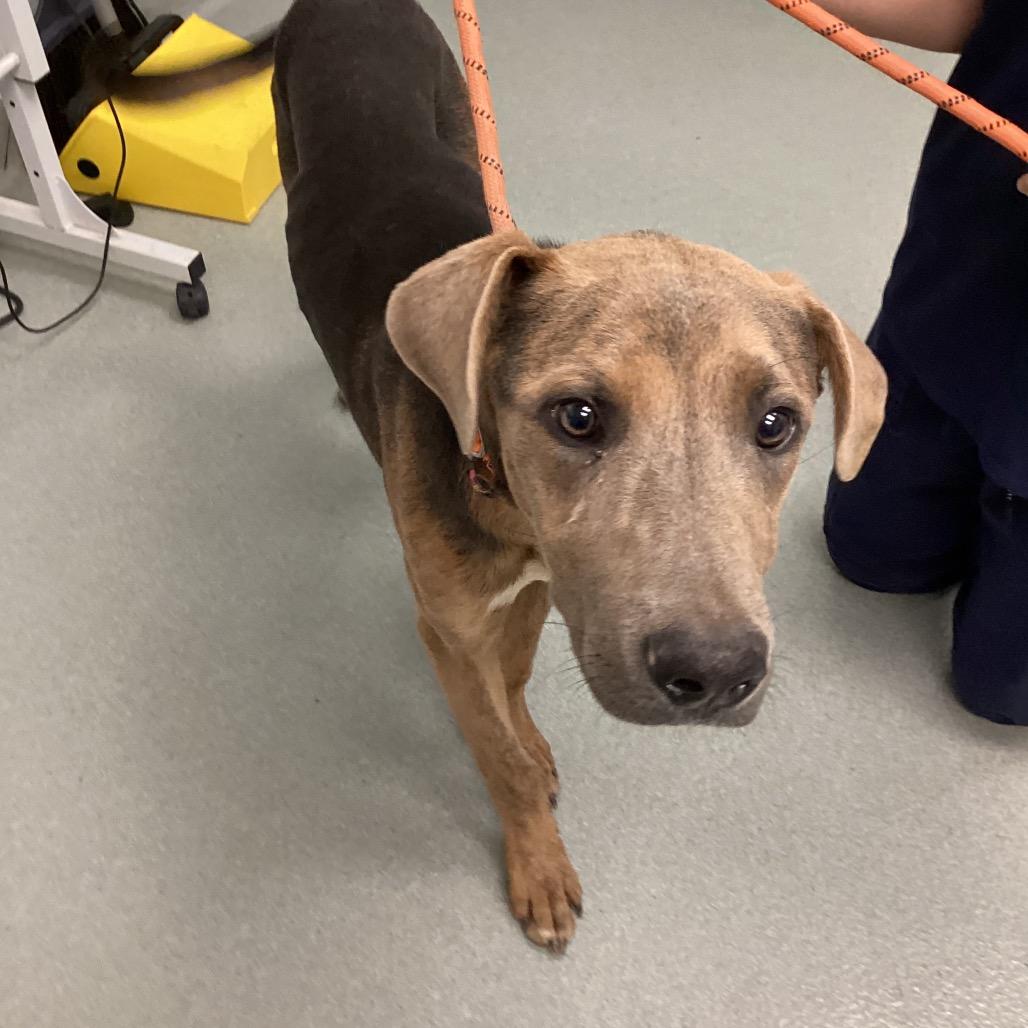 Enlarge Snickerdoodle, a Adoptable Mixed Breed in Abilene, TX image 3/6