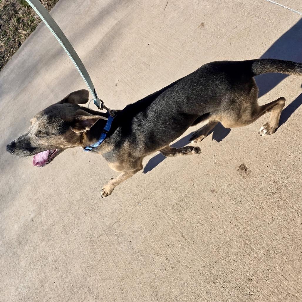 Enlarge Snickerdoodle, a Adoptable Mixed Breed in Abilene, TX image 4/6