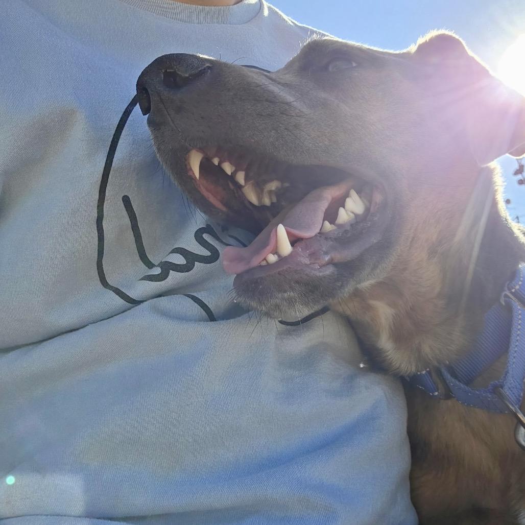 Enlarge Snickerdoodle, a Adoptable Mixed Breed in Abilene, TX image 5/6