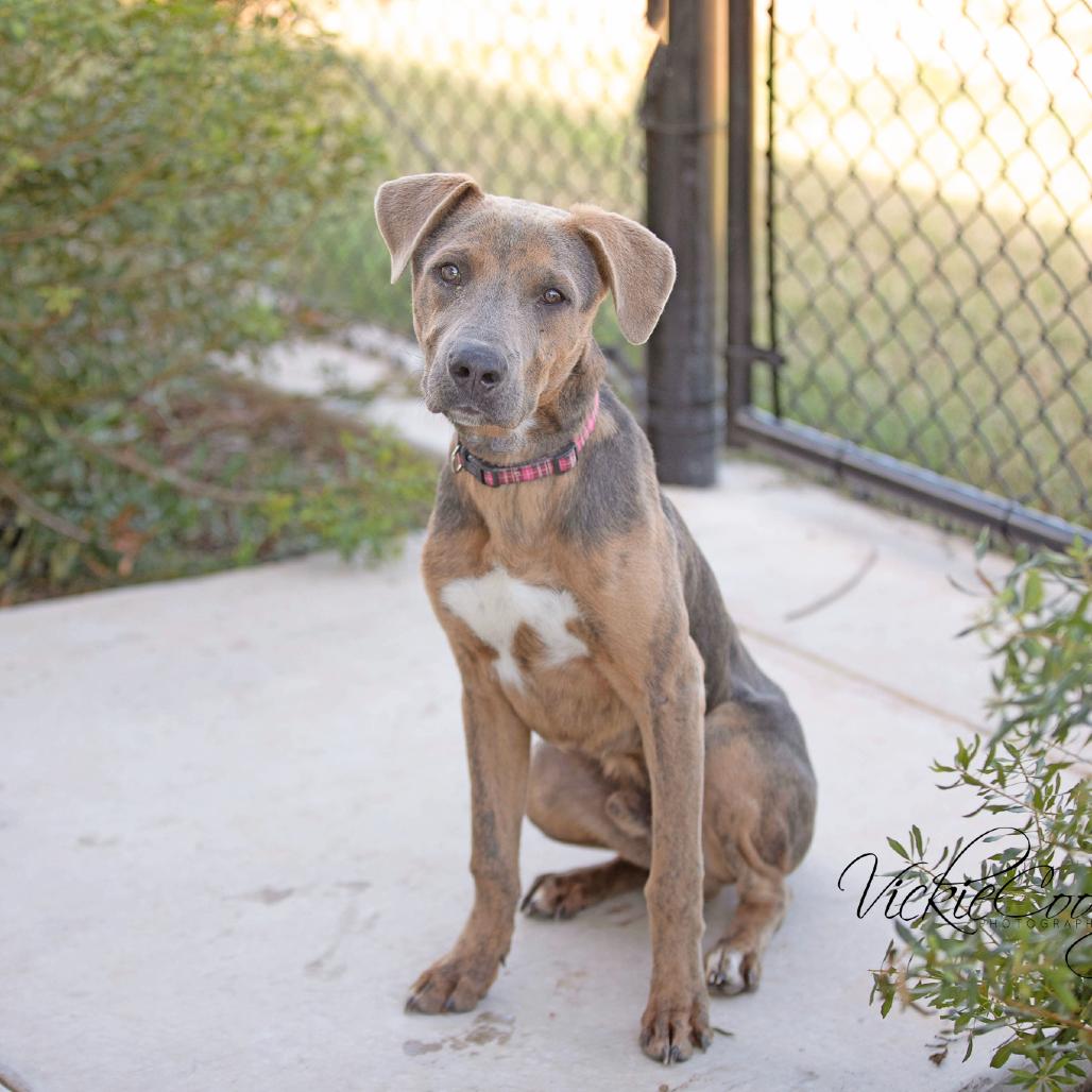 Enlarge Snickerdoodle, a Adoptable Mixed Breed in Abilene, TX image 6/6